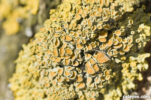 Yellow lichen